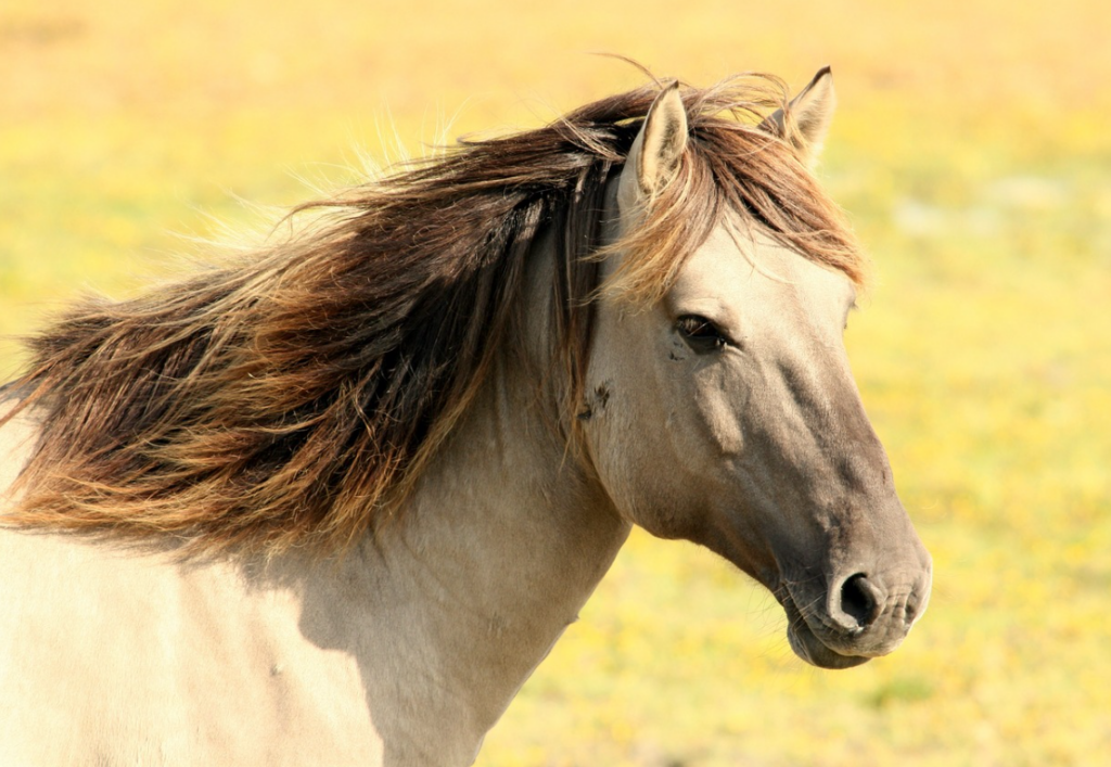 Une fois vos chevaux sélectionnés, le choix de la plateforme fait toute la différence 1 image